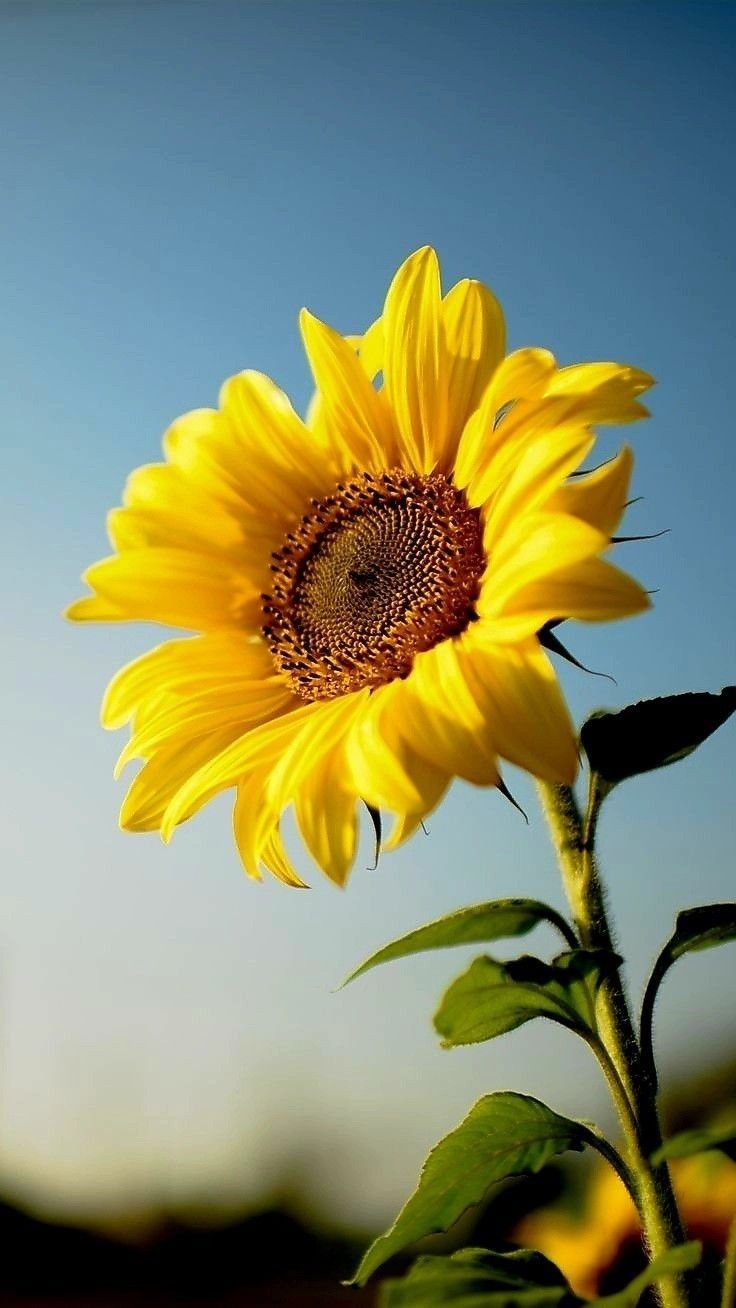 zakya hair toppers for women sunflower.jpg